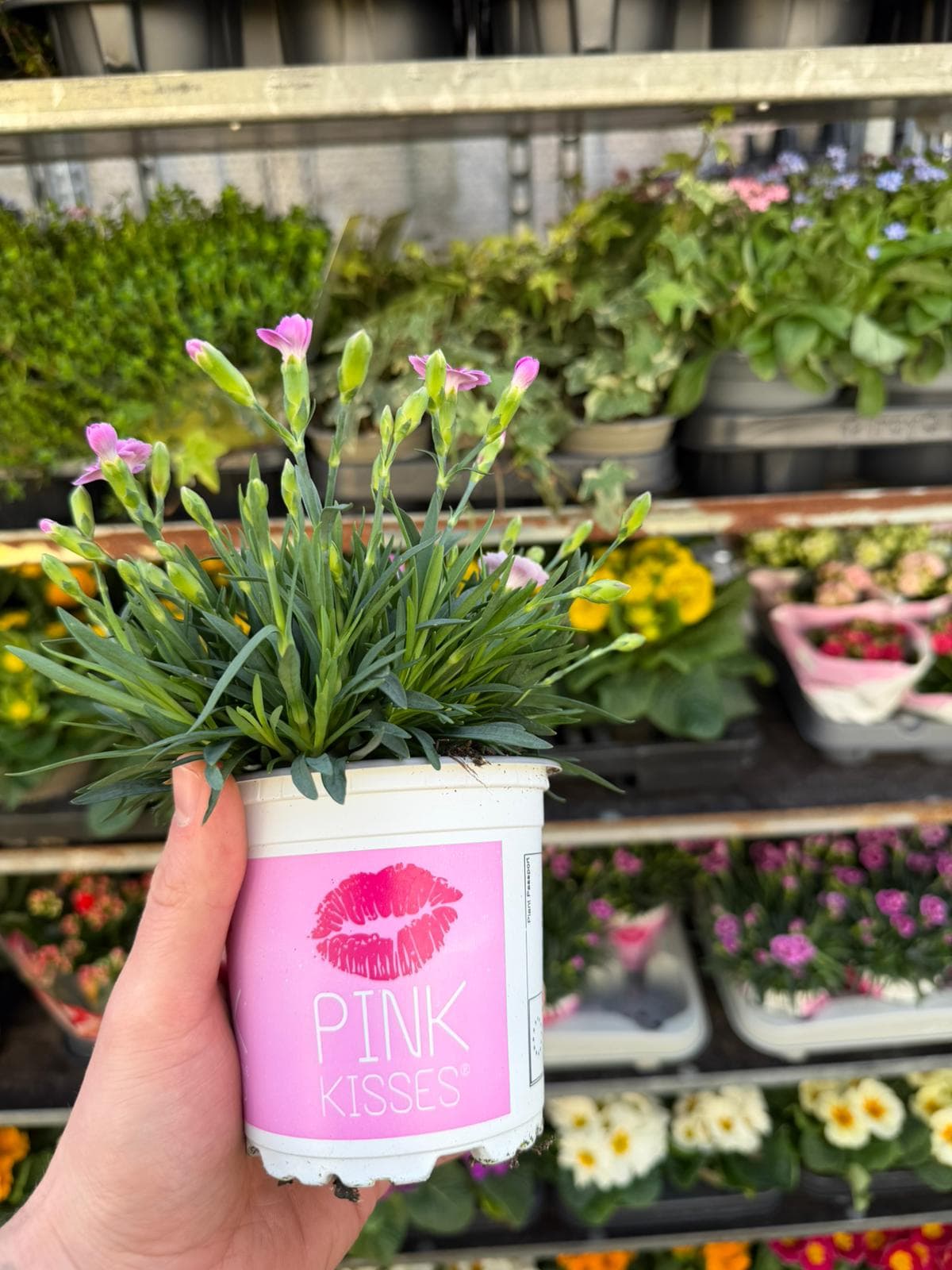 Zimmerpflanzen & Topfpflanzen 3