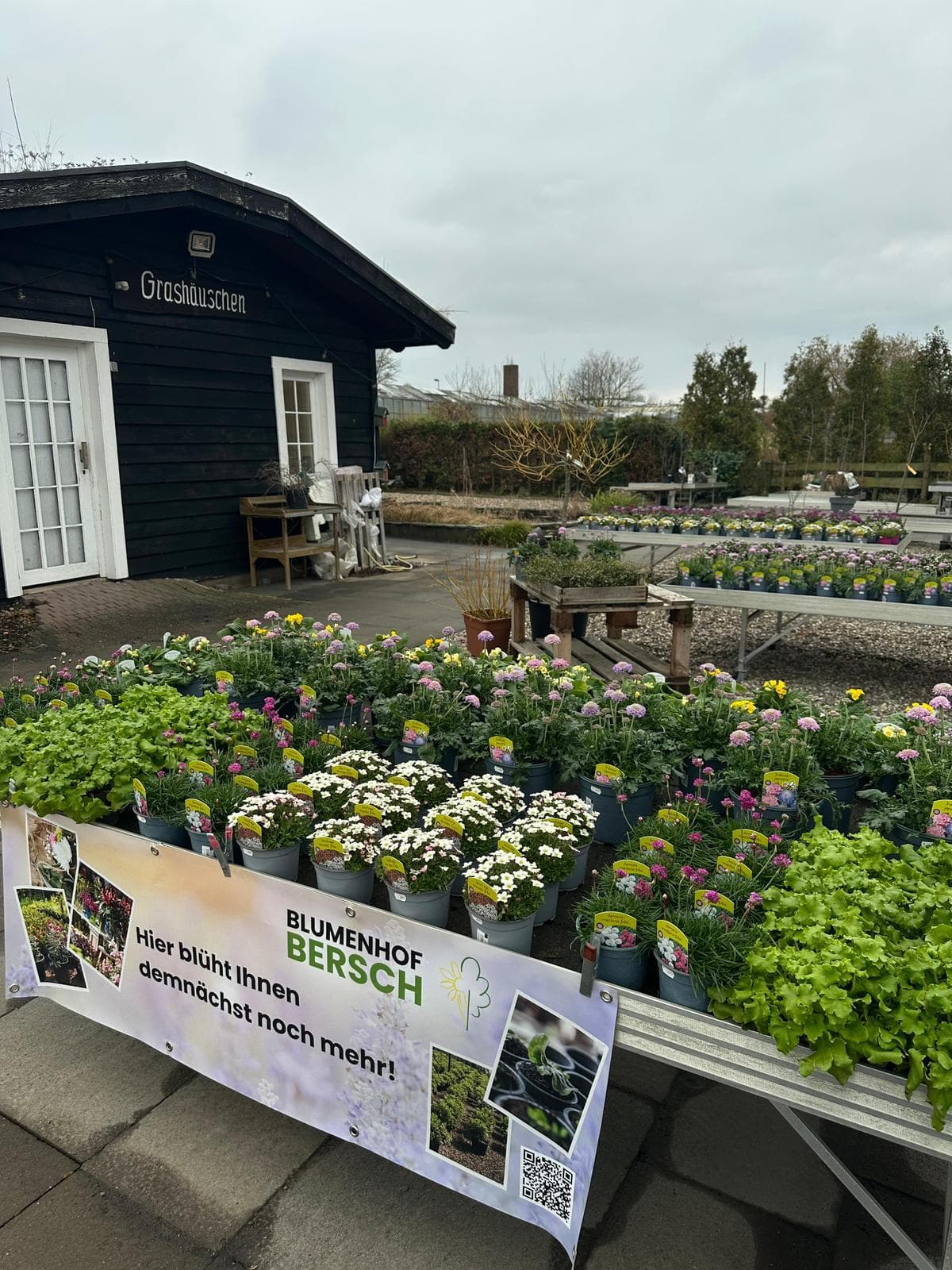 Zimmerpflanzen & Topfpflanzen 4