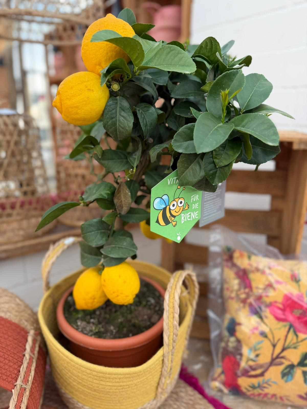 Zimmerpflanzen & Topfpflanzen 5