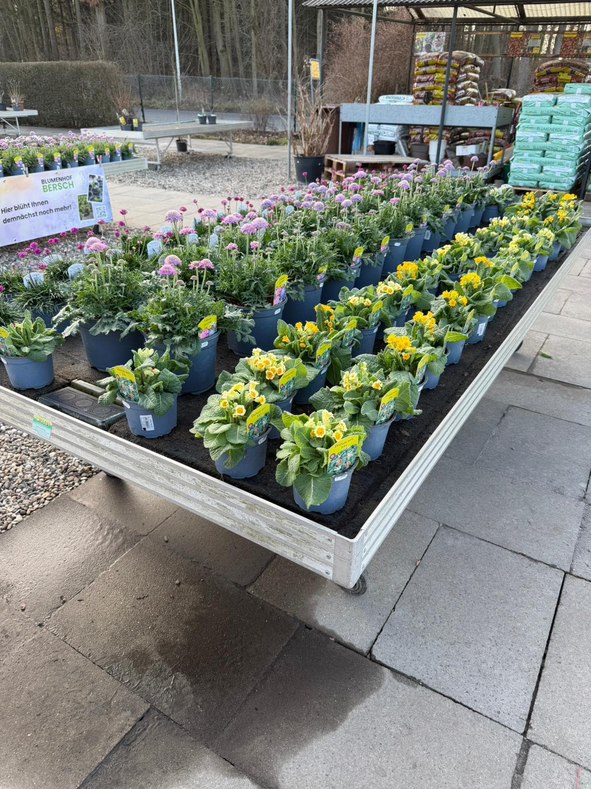 Zimmerpflanzen & Topfpflanzen 2